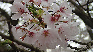 p4021425_thumb.jpg