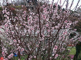 p4021443_thumb.jpg