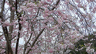 p4021447_thumb.jpg