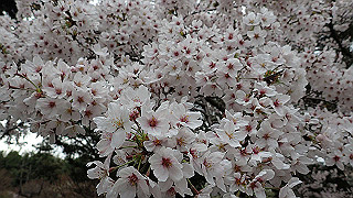 p4021461_thumb.jpg
