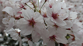 p4021462_thumb.jpg