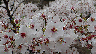 p4021471_thumb.jpg