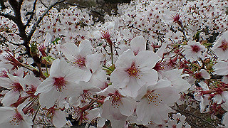 p4021472_thumb.jpg