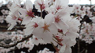 p4021473_thumb.jpg