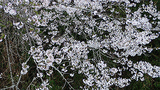 p4021478_thumb.jpg