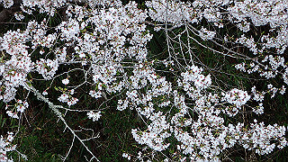p4021479_thumb.jpg