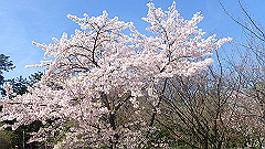 p4041523_thumb.jpg