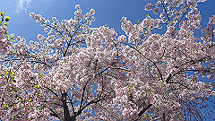 p4041525_thumb.jpg