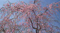 p4041532_thumb.jpg