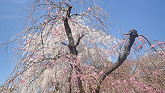 p4041535_thumb.jpg