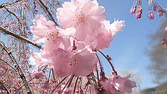 p4041538_thumb.jpg