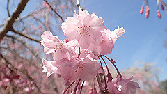 p4041539_thumb.jpg