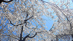 p4041543_thumb.jpg