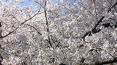 p4041544_thumb.jpg