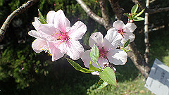 p4041574_thumb.jpg