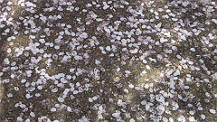 p4041589_thumb.jpg