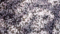 p4041590_thumb.jpg