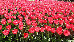 p4041604_thumb.jpg