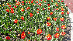 p4041615_thumb.jpg