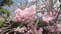 p4041644_thumb.jpg