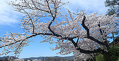 p4041653_thumb.jpg