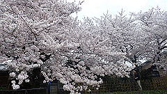 p4041665_thumb.jpg