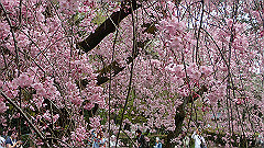 p4041773_thumb.jpg