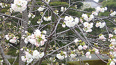 p4041880_thumb.jpg