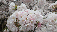 p4041886_thumb.jpg