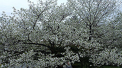 p4041889_thumb.jpg