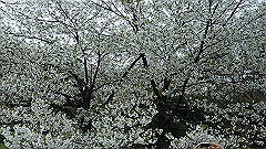 p4041890_thumb.jpg