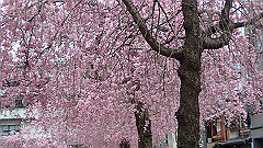 p4041895_thumb.jpg