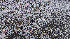 p4041904_thumb.jpg