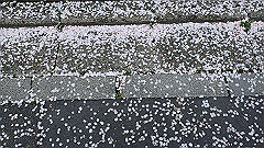 p4041906_thumb.jpg