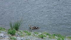 p4041923_thumb.jpg