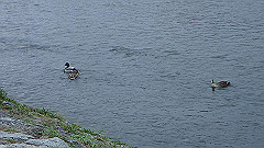 p4041924_thumb.jpg