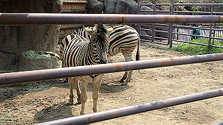 p4162059_thumb.jpg