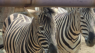 p4162061_thumb.jpg