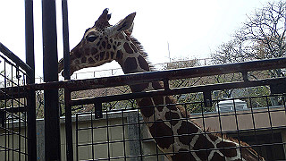 p4162065_thumb.jpg