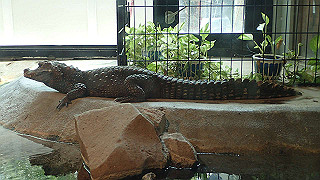 p4162068_thumb.jpg