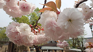 p4162079_thumb.jpg