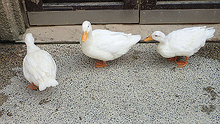 p4162082_thumb.jpg