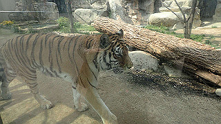 p4162090_thumb.jpg