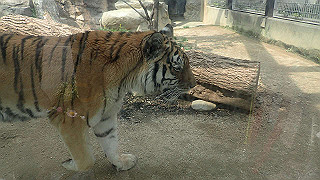 p4162092_thumb.jpg