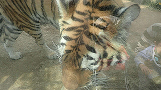 p4162093_thumb.jpg