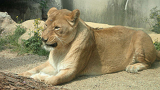 p4162097_thumb.jpg