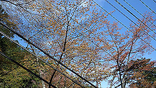 p4232188_thumb.jpg