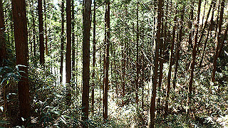 p4232224_thumb.jpg