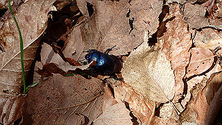 p4232272_thumb.jpg
