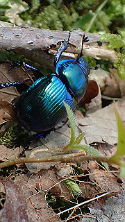 p4232275_thumb.jpg